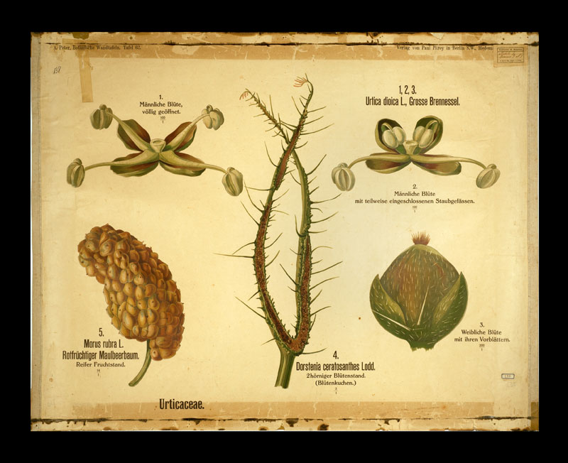 Tafel 62 Urticaceae